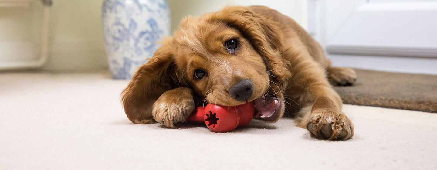 5 Fun Puppy Games: Playing With Puppies| Purina